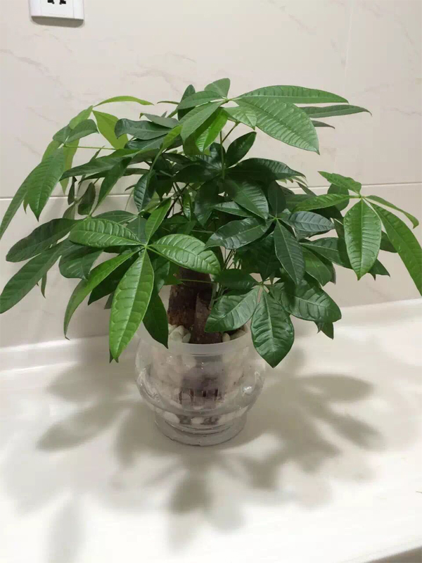 水瓶發(fā)財(cái)樹
