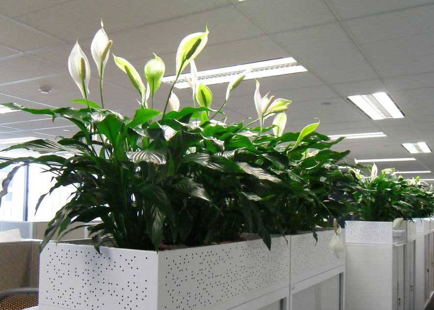 花卉綠植租擺的經(jīng)營方式都有哪些？