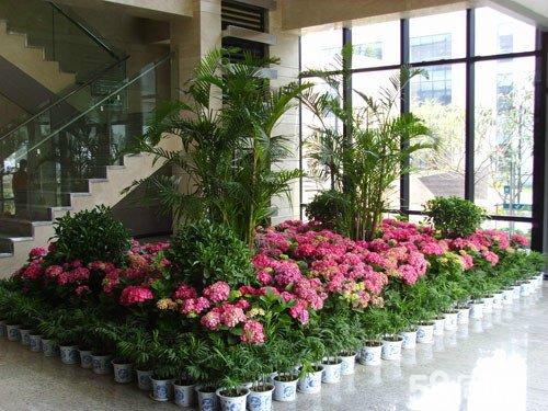 關(guān)于盆栽綠植養(yǎng)護注意事項都有哪些?