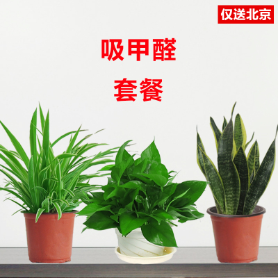 北京望京花卉租擺都有哪些植物租賃價格怎么樣？