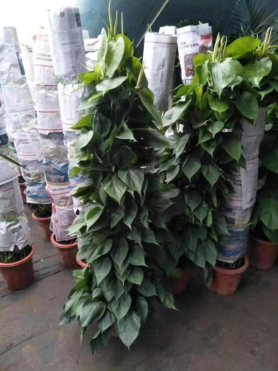 北京綠植養(yǎng)護主要做什么？