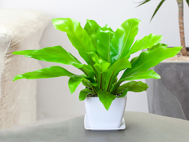 http://www.jsymsjx.com北京花卉租擺公司北京綠植租賃公司   