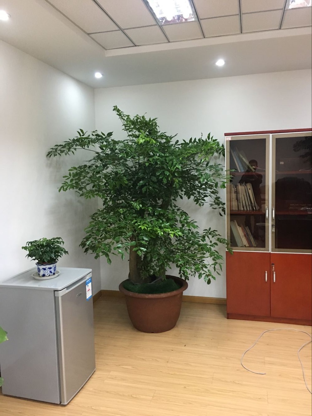 室內(nèi)綠植租賃多少錢？好處和擺放建議有哪些？