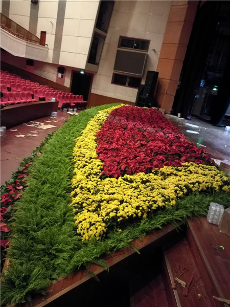 北京花卉植物菊花的種植簡單，記住這4點(diǎn)，開花更大