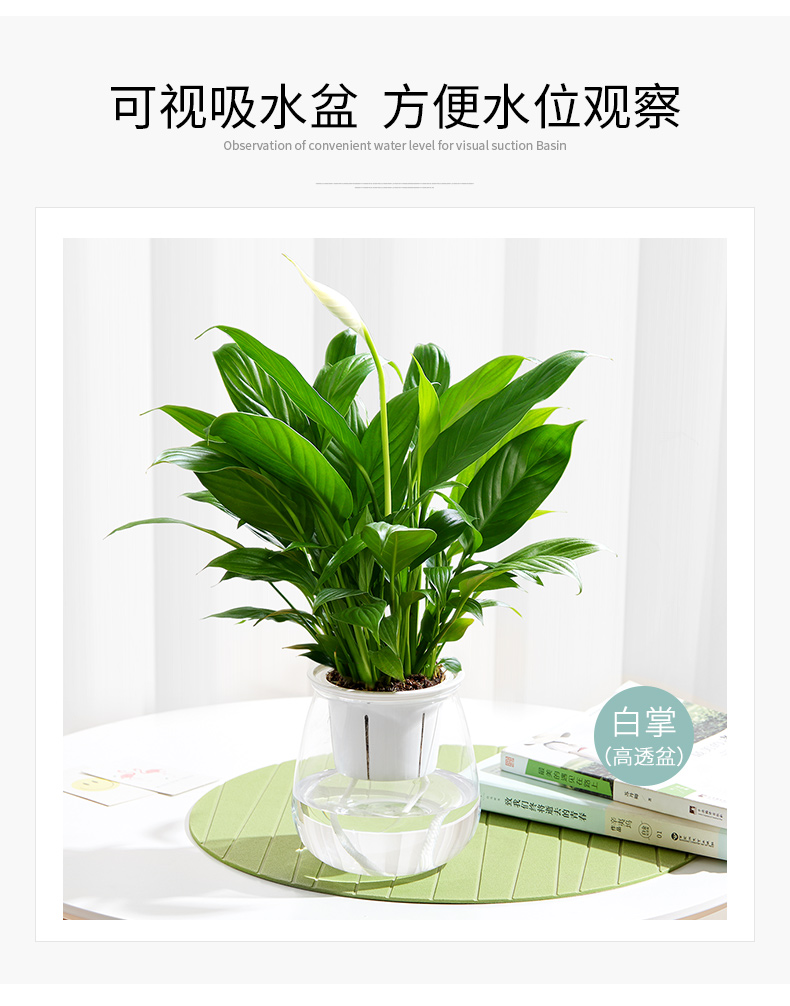 北京辦公室綠植花卉租擺服務(wù)的標準